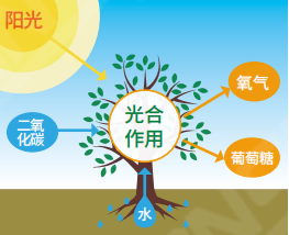 植物生（shēng）長燈