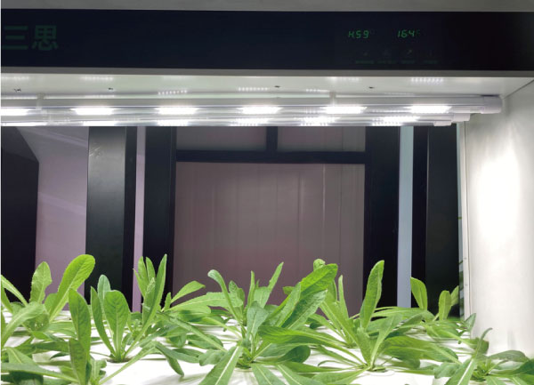 www.91植物照（zhào）明